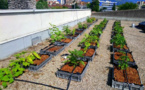 Nature en ville: quand des jardins fleurissent sur les toits