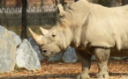 Un rhinocéros tué pour sa corne dans un zoo français