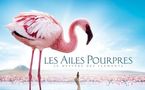 Les Ailes Pourpres - Le Mystère des Flamants
