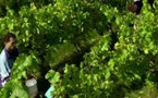 VITICULTURE - Aimez-vous le vin de qualité?