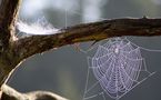 Le miracle de l’émerveillement : l’araignée appliquée