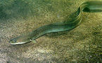 L'anguille européenne inscrite comme espèce protégée par la CITES