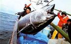 Campagne contre la surexploitation du thon rouge de l’Atlantique et de la Méditerranée