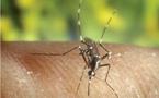 Chikungunya: Un espoir de traitement préventif et curatif 