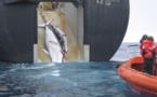 177 baleines tuées par le Japon "au nom de la science"