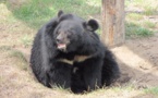 L’ours à la langue géante opéré avec succès