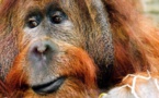 Découverte d’une nouvelle espèce d’orang-outan en Indonésie