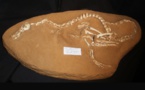 Découverte du premier dinosaure semi-amphibie