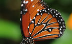 L'IMAGE DU JOUR: Jardin des papillons, Hunawihr
