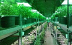 Un pas vers la légalisation du cannabis en France