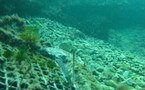 Les vagues dévoilent les installions du pionnier de G. Cooper en matière de posidonie à Hyères