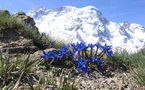 IMAGE DU JOUR: Fleurs de gentiane de printemps