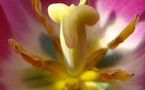 L'IMAGE DU JOUR: Tulipe