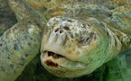 L'IMAGE DU JOUR: Tortue verte