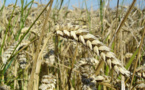 IMAGE DU JOUR: Épi de blé