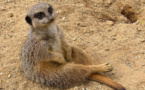 L'IMAGE DU JOUR: Suricate