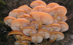 L'IMAGE DU JOUR: Champignons enoki
