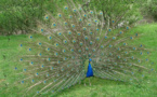 L'IMAGE DU JOUR: Paon bleu
