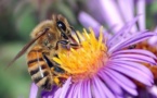 IMAGE DU JOUR: Abeille européenne