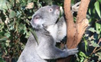 Le sanctuaire pour koalas
