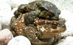 L'IMAGE DU JOUR: Crapaud