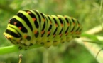 IMAGE DU JOUR: Chenille