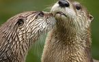 L'IMAGE DU JOUR: Loutres