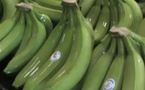 Martinique – Guadeloupe : banane et biodiversité