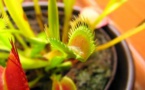 L'IMAGE DU JOUR: Plante carnivore