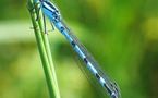 L'IMAGE DU JOUR: Agrion porte-coupe