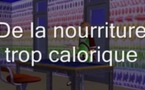 La santé et notre alimentation : Les causes de l'obésité