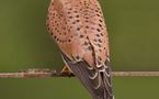 L'IMAGE DU JOUR: Faucon crécerelle