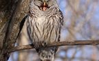 L'IMAGE DU JOUR: Chouette rayée