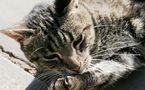 L'IMAGE DU JOUR: Chat européen