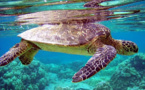 IMAGE DU JOUR: Tortue verte sous l'eau