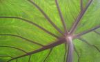 L'IMAGE DU JOUR: Colocasia esculenta