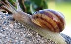 L'IMAGE DU JOUR: Escargot