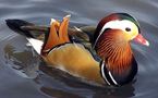 L'IMAGE DU JOUR: Canard mandarin