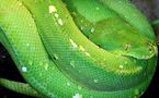 L'IMAGE DU JOUR: Python vert