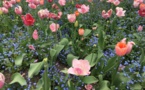 Giverny : l’écrin de verdure de Claude Monet