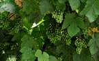L’IMAGE DU JOUR – Raisins verts