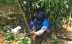 Côte d'Ivoire : greffeur d’hévéa, un métier saisonnier indispensable à la filière