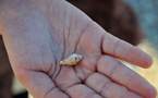 L’IMAGE DU JOUR – Mon petit coquillage