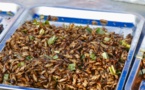 Les insectes comme alternative aux enjeux environnementaux et alimentaires