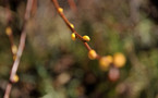 L’IMAGE DU JOUR – Les bourgeons