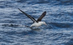 L'estimation de l'ampleur de la pêche illégale grâce aux albatros