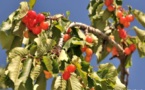 L’IMAGE DU JOUR – Les cerises