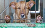 Covid-19: l'inquiétude des refuges pour animaux face au risque d'abandon
