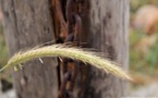 L’IMAGE DU JOUR – Le blé