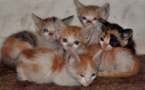 L’IMAGE DU JOUR – Chatons